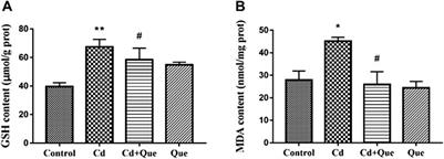 Protective effect of quercetin on cadmium-induced renal apoptosis through cyt-c/caspase-9/caspase-3 signaling pathway